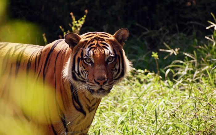 Midvaal municipality looks to tighten by-laws on domestic ownership of exotic animals